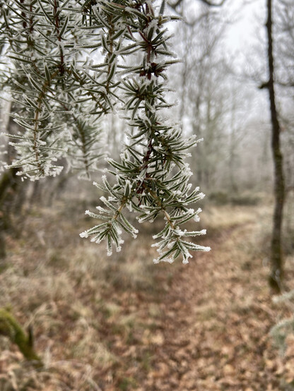 Photo d'une branche d'un sapin avec de la glace sur les épines dans une forêt