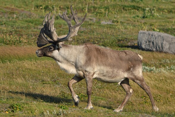 A photo of a caribou viewed from the side, walking in grass.