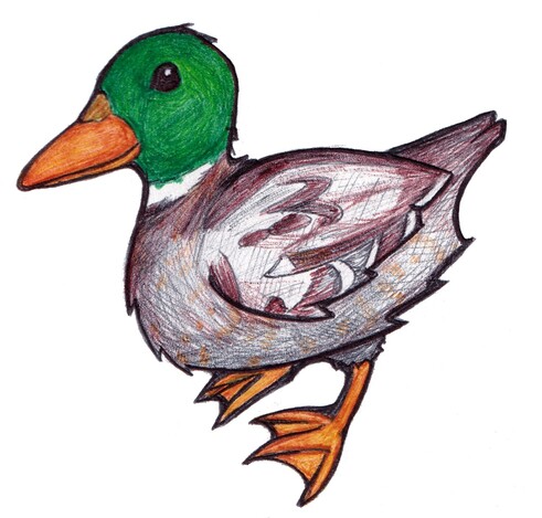 Ballpoint pen drawing of a duck