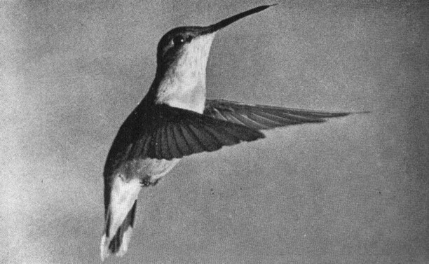 High-speed photograph of a hummingbird in flight