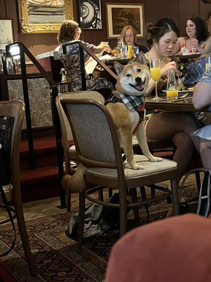 Dog at a restaurant table