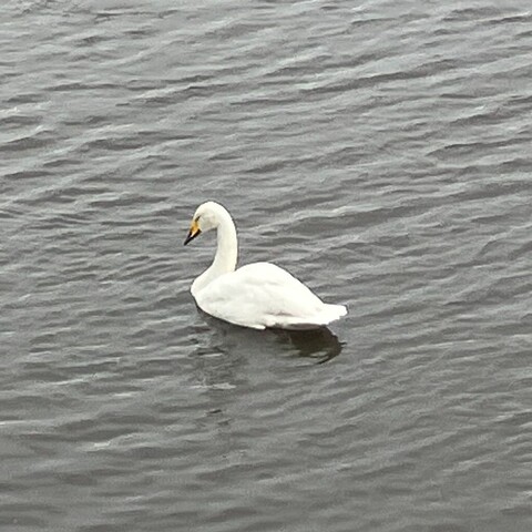 A whooper swan on open water.