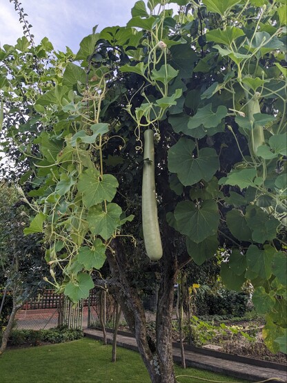 Eine von einem Baum herunterhängende Zucchini, die wie eine Nase aussieht.