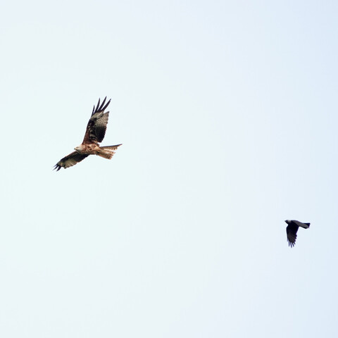 On the left of the shot a red kite is flying with its wings raised up, on the right a jackdaw is flying with its wings beating down.