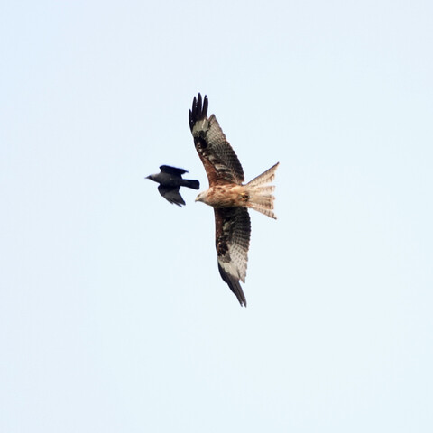 A red kite and a jackdaw are flying close together, the red kite slightly behind the jackdaw.