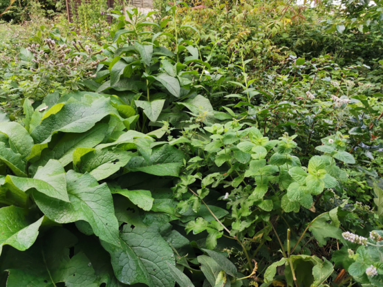 A wide angle shot of the herbaceous perennial and shrub layer of a corner of my forest garden. There's a mix of comfrey (white, and Russian), mint (apple), and Oregon grape. Also in shot is American elder (top, middle distance) and leaves of Italian alder (off to the right). The fence panels contain the three bin compost system.