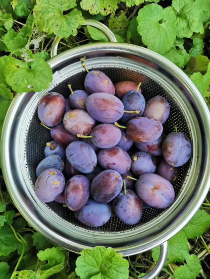 Mauve-purple with a dusting of deep blue, these oval Sweet Plum damson nestle together inside a metal colander amongst leaves of ground ivy just after having been picked today.