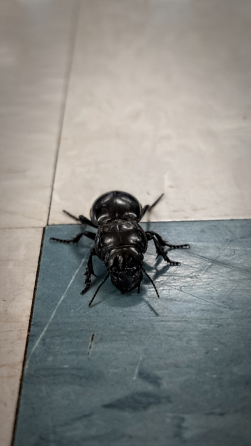 A close up photo of a large (bigger than 1") all black beetle on a blue indoor tile. The beetle is facing towards the camera,
