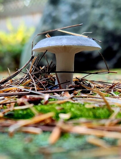 A side view, ground level, of a small mushroom with blueish too. There is moss and pine needles scattered all around.