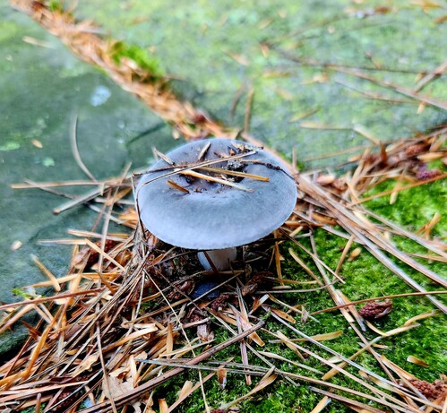 Top view of the small blueish mushroom, amongst a bed of moss and pine needles.