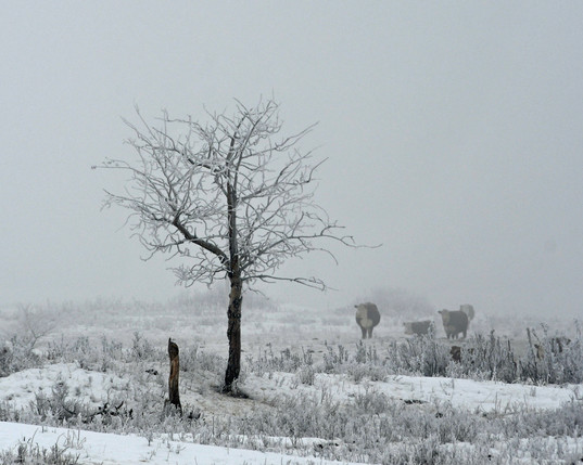 A frost covered tree with cattle walking through the fog behind it in the snow