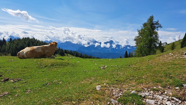Braun weiß-gefleckte Kuh links im Bildhintergrund auf einer Alm liegend und in Richtung wolkenverhangene Bergkette blickend. Darüber blauer Himmel. Mittig rechts ragt ein großer Nadelbaum aus der grünen Wiese.