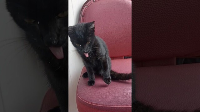 Video tutorial on washing your paws from the cat.🐈⬛ #shorts #cat #funnycats #catvideos #catmemes