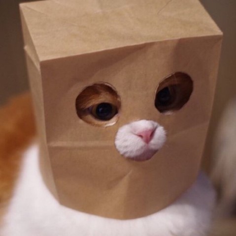 Chat avec un sac à papier sur la tête. Des trous permettent de voir les yeux et le museau