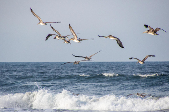 Pelicans fly over the ocean.