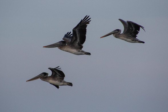 Three pelicans in flight.