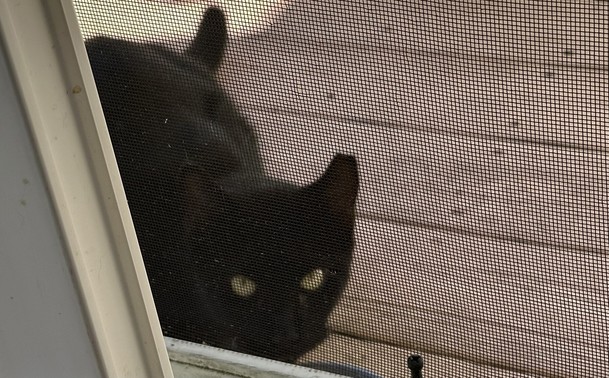 Black cat on deck