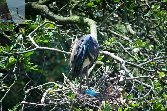 An outdoor, daylight photograph of a bird, with blue-gray feathers on its head and back, and light colored feathers on its chest, with a blue-gray beak and legs standing over a nest of sticks and twigs in the branches of a tree. Two small, bright blue eggs are inside.