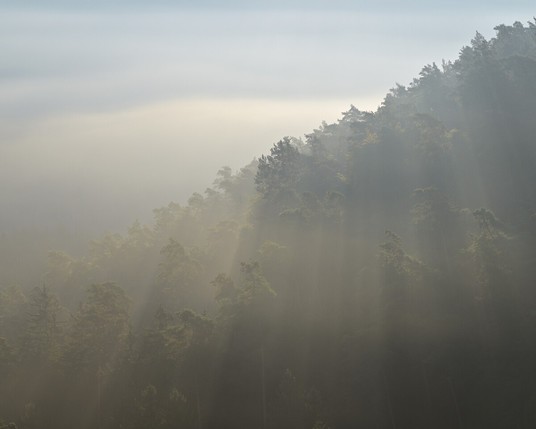 Eine Waldszenerie am Morgen, bei dem durch den Nebel Sonnenstrahlen hindurchgehen und von den BÃ¤umen gebrochen werden