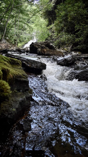 Rapids from lower end of waterfall, water foaming and flowing through mossy rocks overlooked by giant rhododendron and leafy green trees