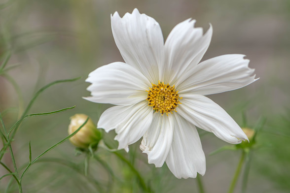 Image of a white Cosmos with a yellow center. Cosmos have similar shape to daisies with multiple petals radiating from a central disk. The background consists of out of focus flowers, foliage, and indistinct greys.
