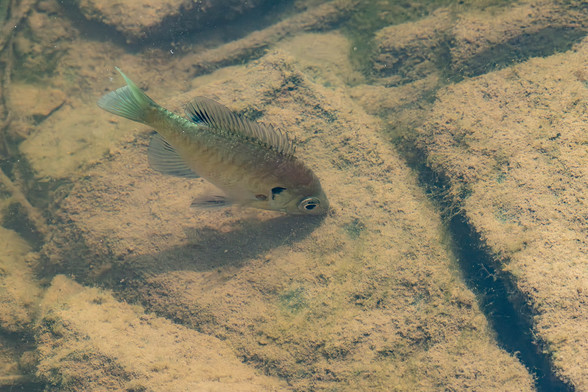 Image of a bluegill fish picking algae off a flat rock in shallow, clear water. The rock and fish are surrounded by other flat rocks and all rocks are covered with a mat of fibrous green algae that is mostly covered with tan sediment.

The Wikipedia's entry for bluegill uses this description:
"The bluegill is noted for the black spot (the "ear") that it has on each side of the posterior edge of the gills and base of the dorsal fin. The sides of its head and chin are commonly a dark shade of blue. The precise coloration will vary due to the presence of neurally controlled chromatophores under the skin. The fish usually displays 5–9 vertical bars on the sides of its body immediately after being caught as part of its threat display. It typically has a yellowish breast and abdomen, with the breast of the breeding male being a bright orange. The bluegill has three anal spines, ten to 12 anal fin rays, six to 13 dorsal fin spines, 11 to 12 dorsal rays, and 12 to 13 pectoral rays. They are characterized by their deep, flattened bodies. They have a terminal mouth, ctenoid scales, and a lateral line that is arched upward anteriorly. The bluegill typically ranges in size from about four to 12 inches, and reaches a maximum size just over 16 inches. The largest bluegill ever caught was 4 lbs. 12 oz. in 1950."