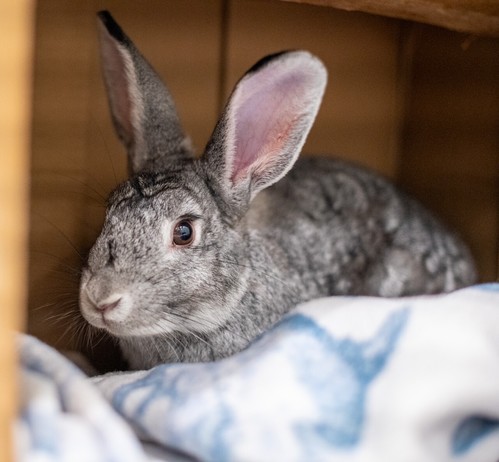 A gray and white rabbit with tall ears lays inside a box on a light blue and white sheet.