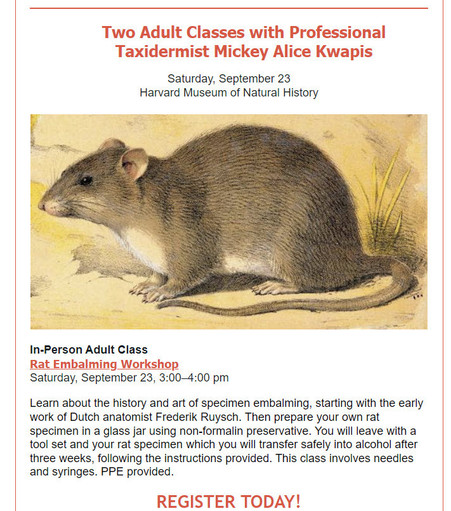 Screen cap from announcement email: Image is of a rat in a 19th century looking sketch format.

Text:
Two Adult Classes with Professional Taxidermist Mickey Alice Kwapis

﻿Saturday, September 23

Harvard Museum of Natural History
In-Person Adult Class

Rat Embalming Workshop

Saturday, September 23, 3:00–4:00 pm

Learn about the history and art of specimen embalming, starting with the early work of Dutch anatomist Frederik Ruysch. Then prepare your own rat specimen in a glass jar using non-formalin preservative. You will leave with a tool set and your rat specimen which you will transfer safely into alcohol after three weeks, following the instructions provided. This class involves needles and syringes. PPE provided.

REGISTER TODAY!

Advance registration required by Wednesday, Sept. 20 at 5:00 pm

$80 members / $90 nonmembers

Adults 18+ only