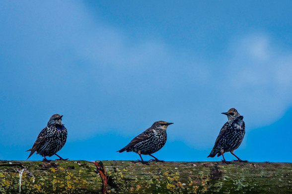 Picture of three starlings sitting on a wooden fence. Taken in october 2009, somewhere in the polders of Eemnes.