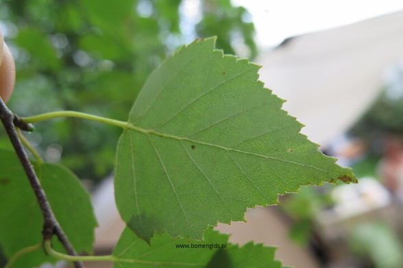 blad-leaf-blatt-feuille-hoja