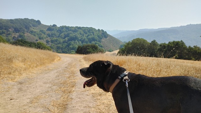 Black dog on a leash (Magic) looking over the golden ( aka brown ) Northern California countryside on a hazy summer day