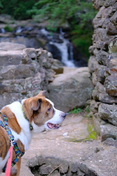 A white and brown dog looking to right, behind him is a waterfall seen between towers of rocks