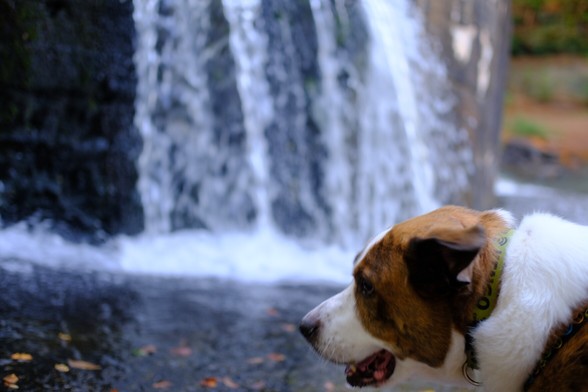 A white and brown dog looking to left in front of a waterfall