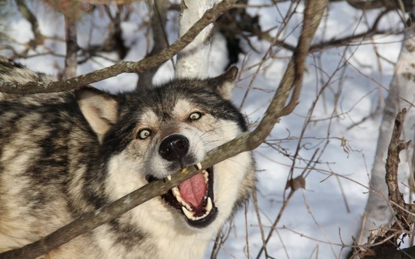A picture of a wolf.