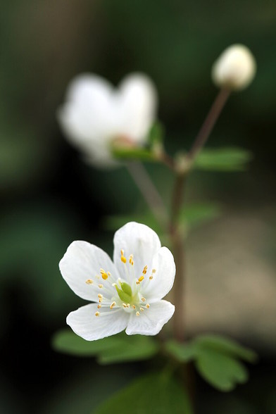 Macro de fleur blanche. Nombreuses étamines et deux carpelles.
