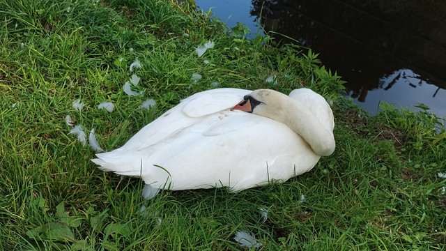 Large swan, neck and head tucked into a wing, sleeping on grass next to the Union Canal