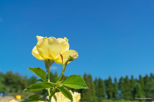 黄色い薔薇の花
Yellow rose.