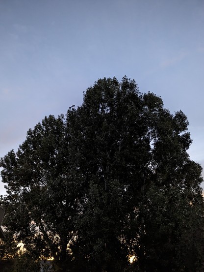 A photo of a tree at dawn with light peeking in from behind. Above the tree is a clear pale blue sky and lower is the warmer sunlight.