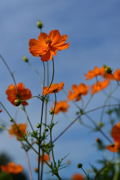 This is a photograph of Cosmos sulphureus. The petals are bright orange and are serrated at the tip.