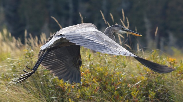 A photo of a heron in flight just after taking off.