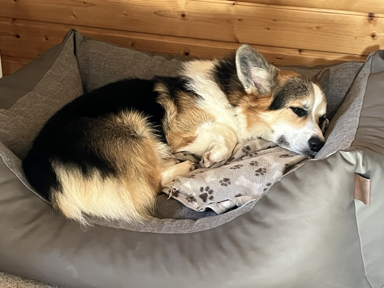 Pixel the corgi curled up in his dog bed, eyes half closed.