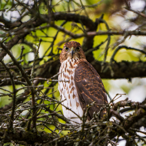 A brown and white Cooper’s hawk stares directly into the camera from its perch in an evergreen tree.