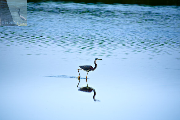A photograph looking over calm, blue water with a single bird nearly in the middle of the frame. It has long orange legs, white feathers under its belly and up its throat. The feathers on the back are blue and red. Its beak is long and yellow. It is reflected in the water, disturbed slightly by the birdâ€™s walking.