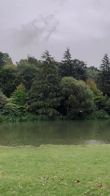The view over a lake in a woodland, with birds landing on the water. It is raining.