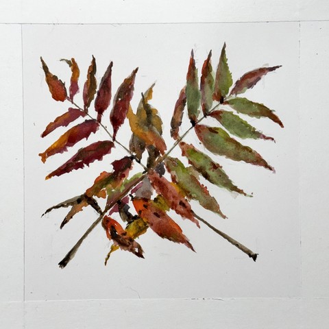 Watercolor painting, square format: two sprigs of sumac leaves crossed in an x with bare stems toward bottom. Leaflets on left more reddish/orange-brownish than the greener leaflets on right