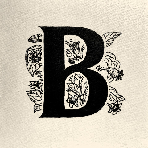 Ink drawing of a decorative drop cap letter â€˜Bâ€™ with a line art style Belladonna plant entwined behind the letter.