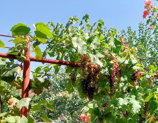 Hanging grapes and pretty flowers.