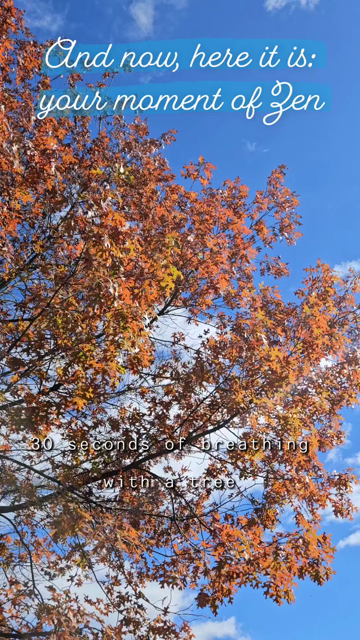 30 seconds of breathing with a beautiful tree with yellow and orange foliage against a bright blue sky on a windy day