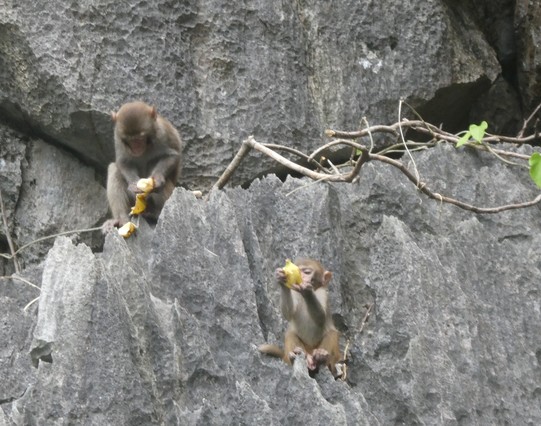 Two baby macaques on a rocky escarpment eating bananas - the one on top left trying to peel one whilst the one on bottom right nibbling on one