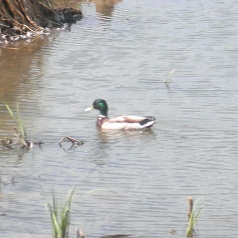 A fuzzy photo of mallard drake swimming along, clearly I didn't keep the camera still enough.